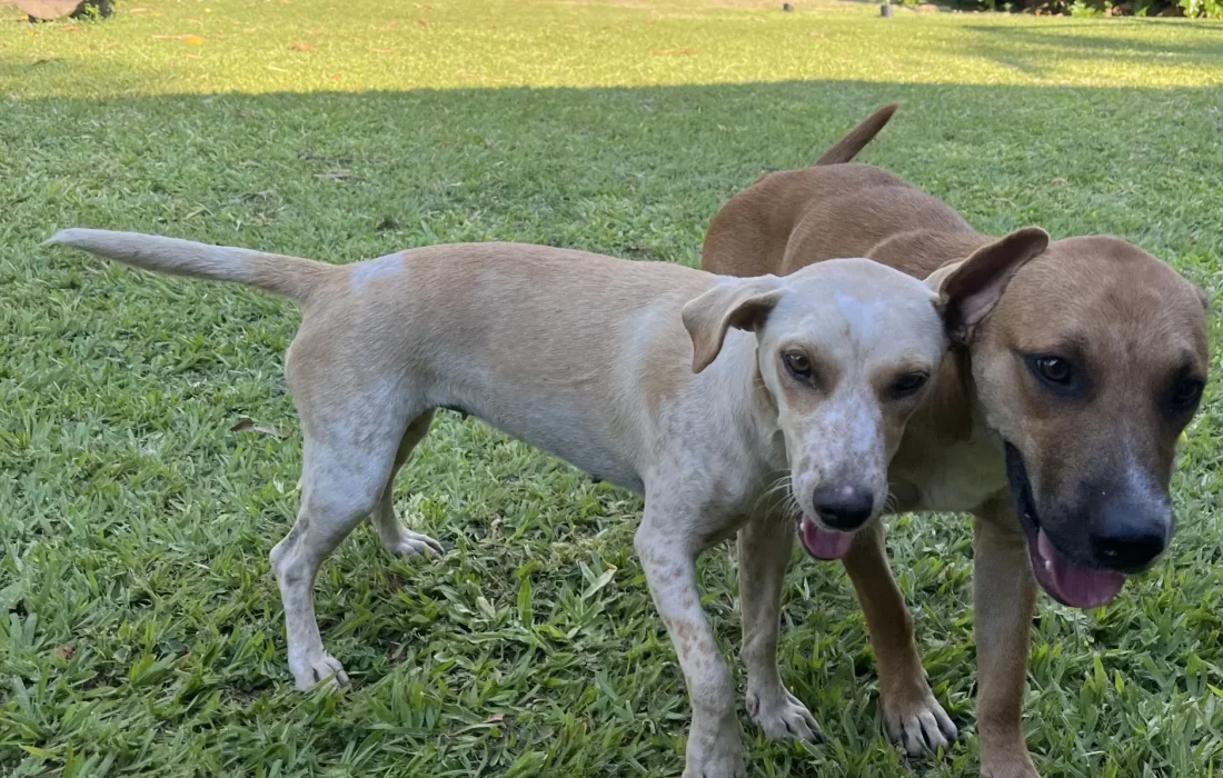 Aguas de Santa Barbara Hotel -Pet